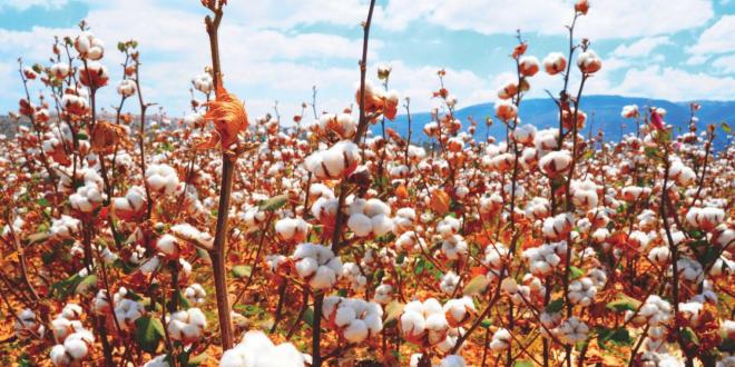 fair trade cotton